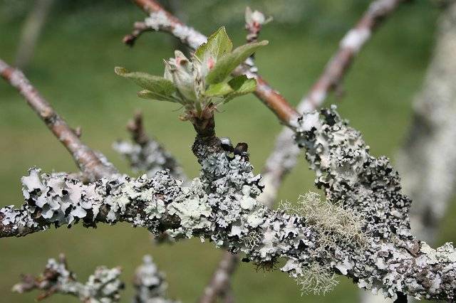 Whitewashing apple trees in autumn: composition