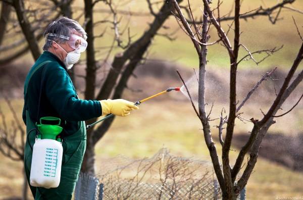 Whitewashing apple trees in autumn: composition