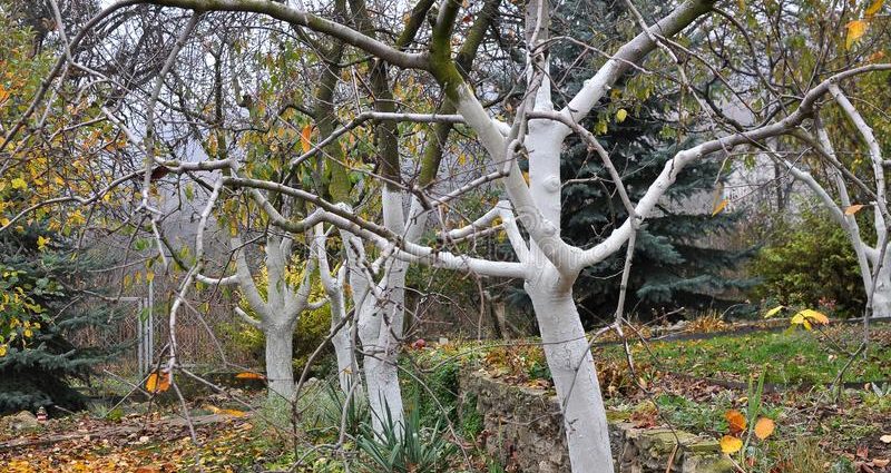 Whitewashing apple trees in autumn: composition