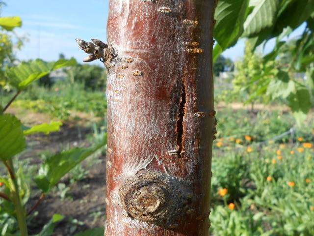 Whitewashing apple trees in autumn: composition