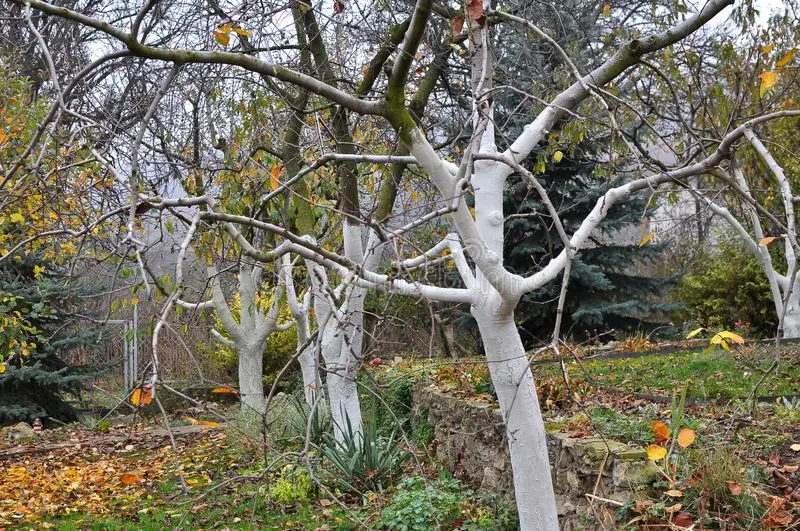 Whitewashing apple trees in autumn: composition