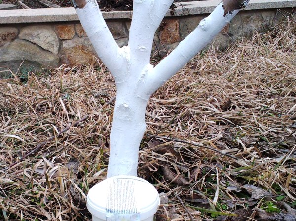 Whitewashing apple trees in autumn: technology, solution recipes