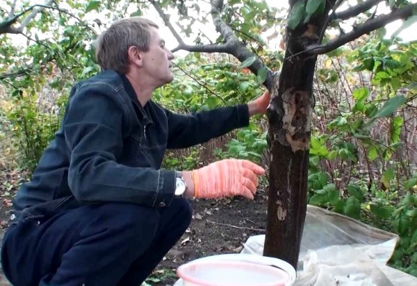 Whitewashing apple trees in autumn: technology, solution recipes