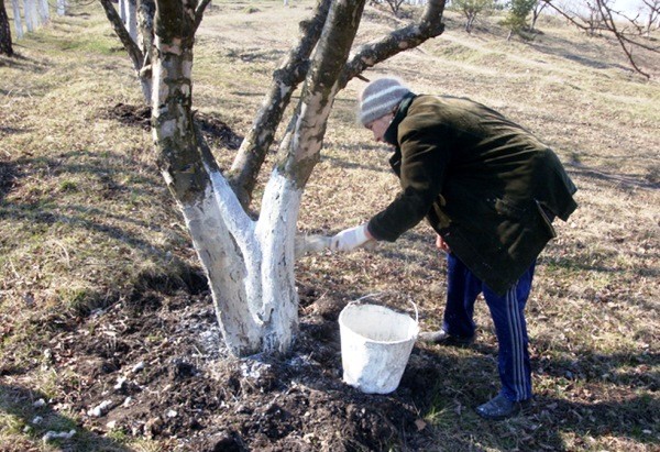 Whitewashing apple trees in autumn: technology, solution recipes