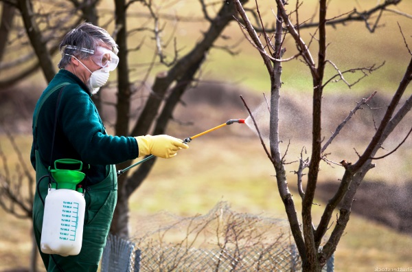 Whitewashing apple trees in autumn: technology, solution recipes