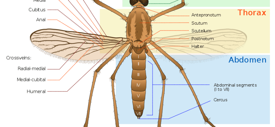 Who are most bitten by mosquitoes and why? Six facts you need to know