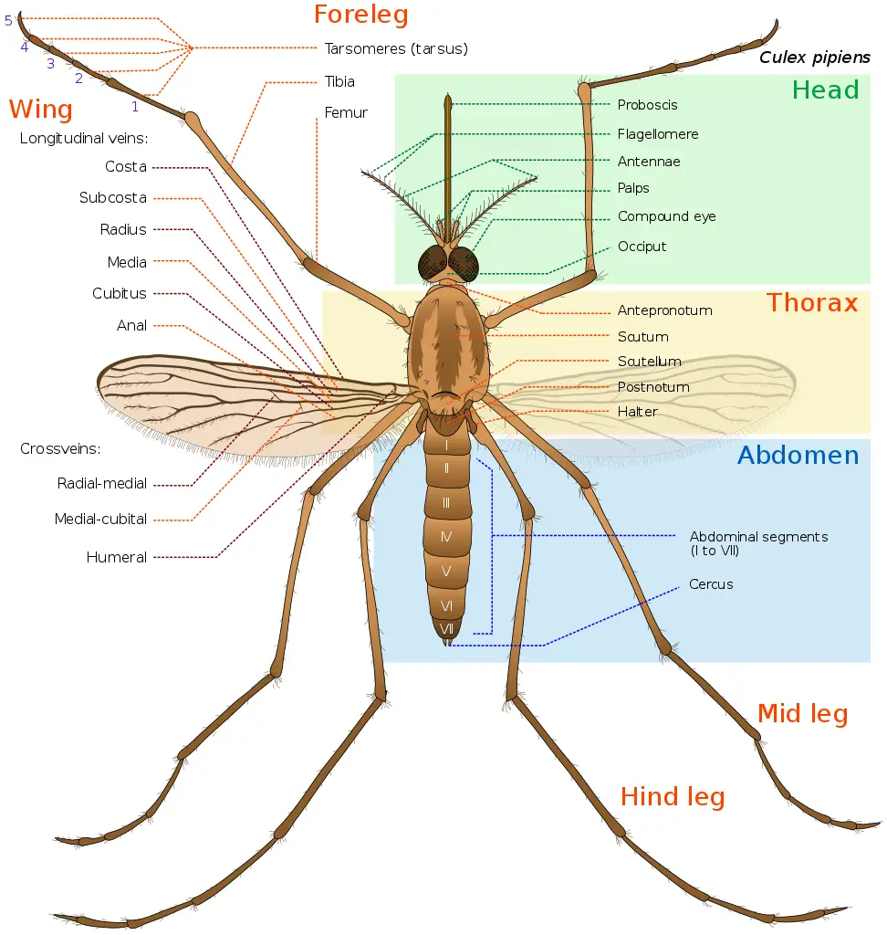 Who are most bitten by mosquitoes and why? Six facts you need to know