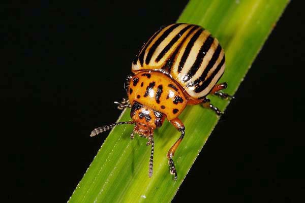 Who eats the Colorado potato beetle from birds: wild and domestic