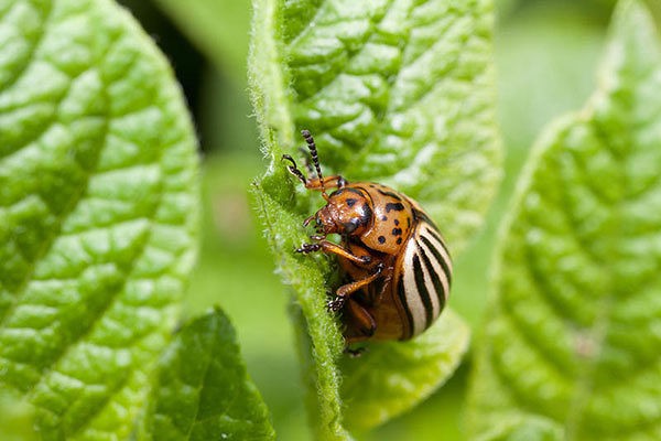 Who eats the Colorado potato beetle from birds: wild and domestic