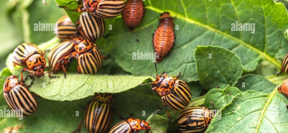 Who eats the Colorado potato beetle from birds: wild and domestic