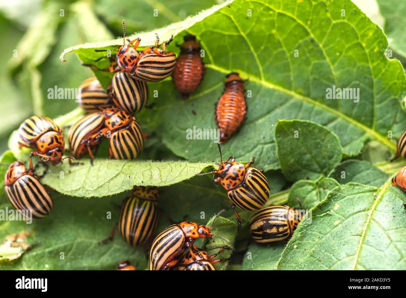 Who eats the Colorado potato beetle from birds: wild and domestic