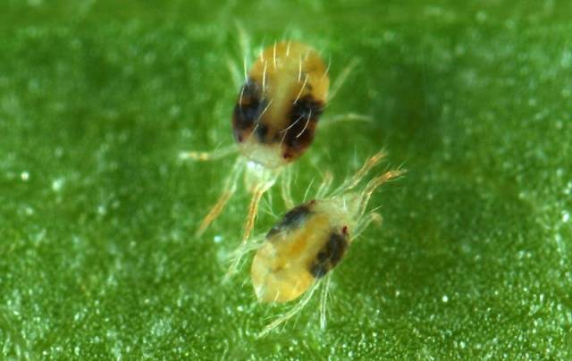 Who spreads diseases and eats cucumber seedlings in a greenhouse