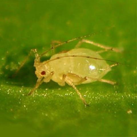 Who spreads diseases and eats cucumber seedlings in a greenhouse