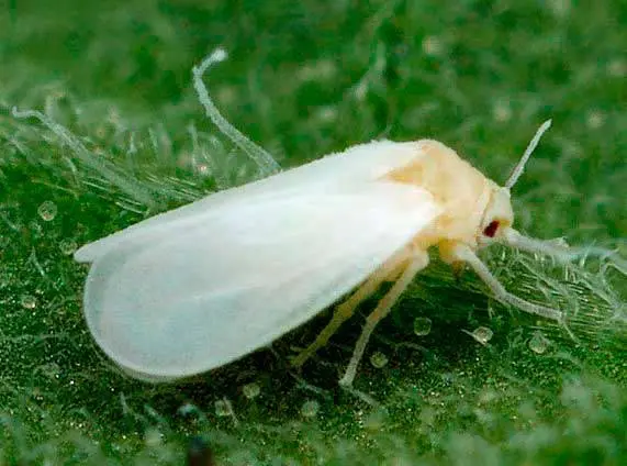 Who spreads diseases and eats cucumber seedlings in a greenhouse