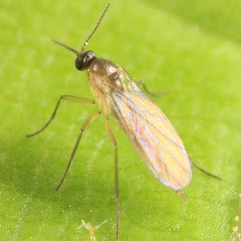 Who spreads diseases and eats cucumber seedlings in a greenhouse