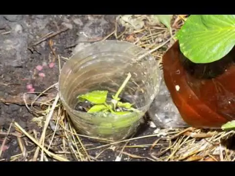 Who spreads diseases and eats cucumber seedlings in a greenhouse