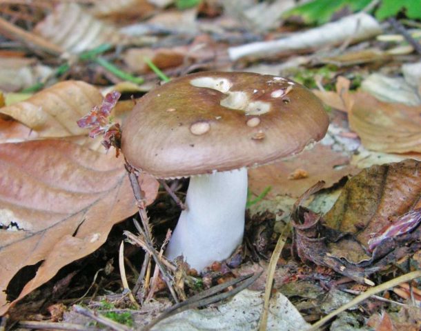 Whole russula: mushroom description, photo