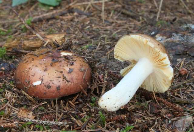 Whole russula: mushroom description, photo