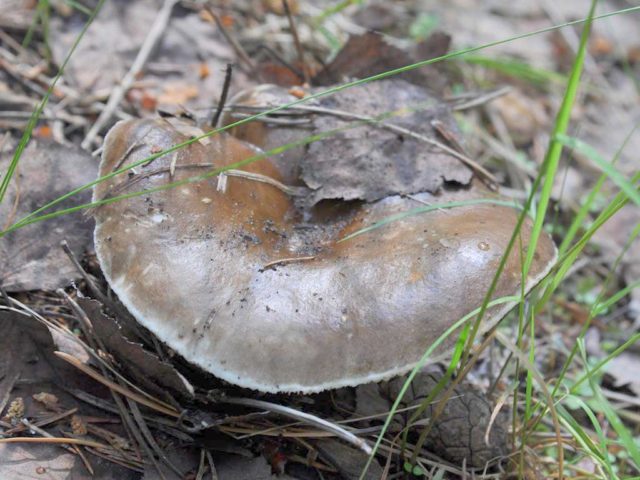 Whole russula: mushroom description, photo