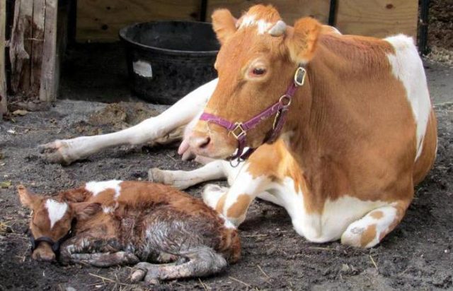 Why a cow does not eat well after calving: what to do, reasons