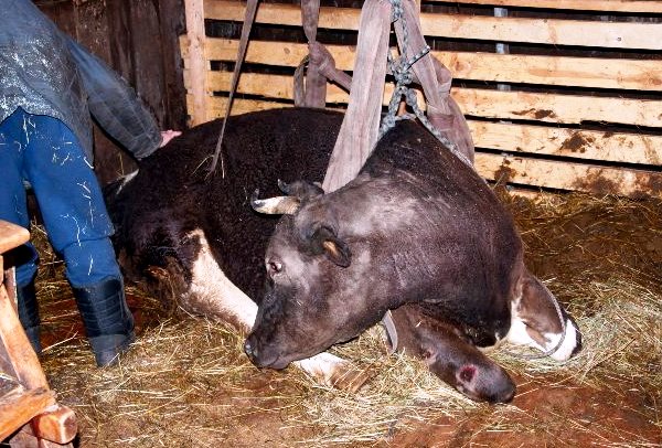 Why a cow does not eat well after calving: what to do, reasons