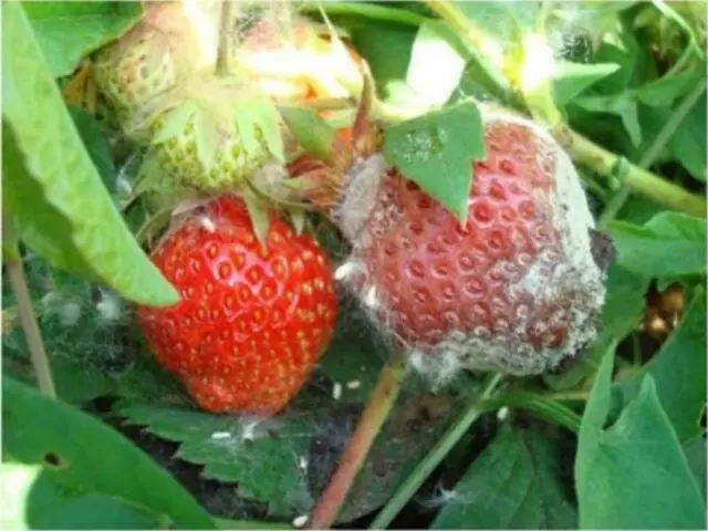 Why and what to do if strawberries rot in the garden