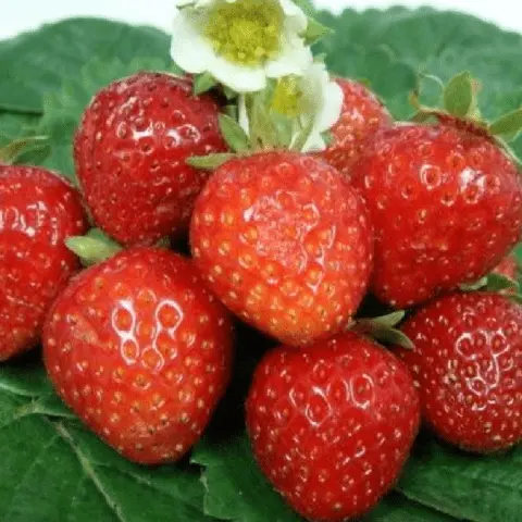 Why and what to do if strawberries rot in the garden