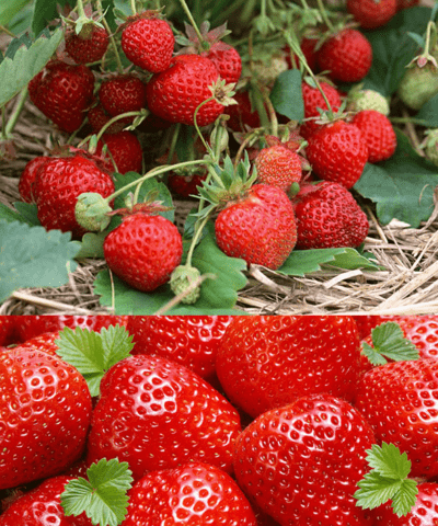 Why and what to do if strawberries rot in the garden