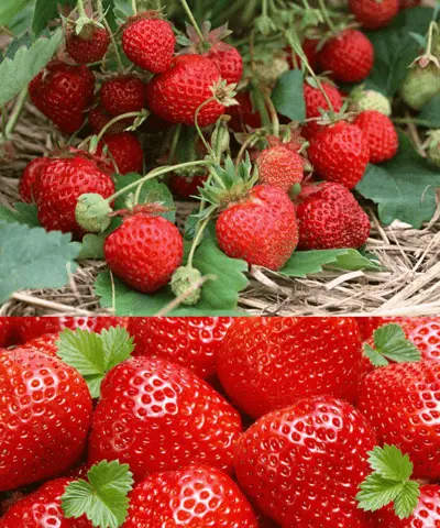 Why and what to do if strawberries rot in the garden