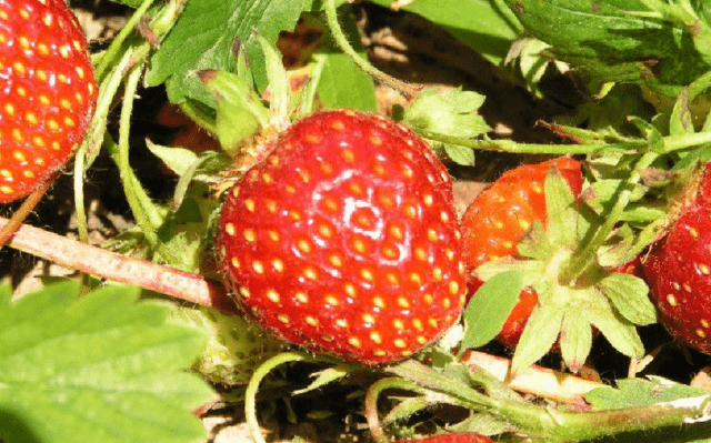 Why and what to do if strawberries rot in the garden