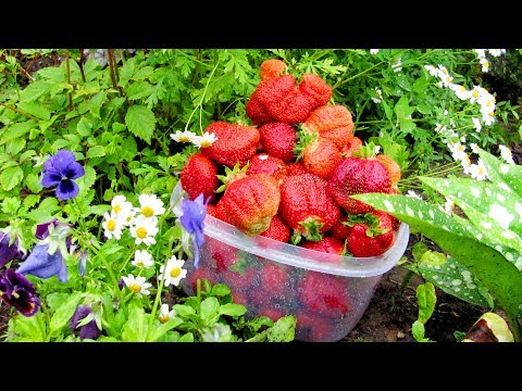 Why and what to do if strawberries rot in the garden