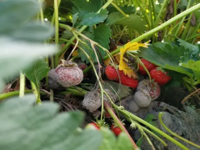 Why and what to do if strawberries rot in the garden