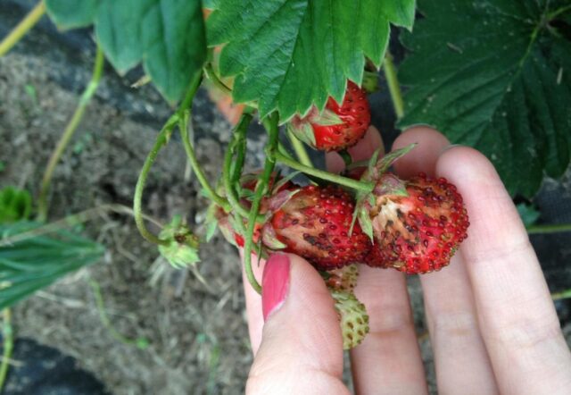 Why and what to do if strawberries rot in the garden