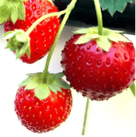 Why and what to do if strawberries rot in the garden