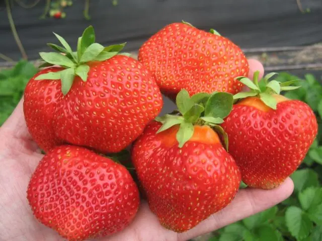 Why and what to do if strawberries rot in the garden