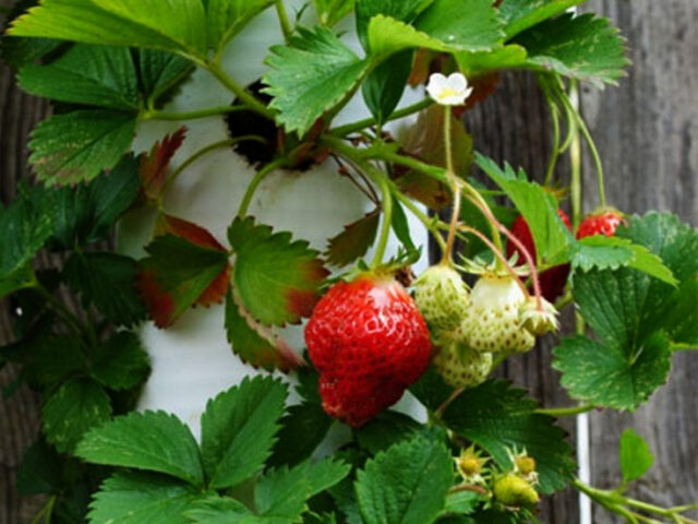 Why and what to do if strawberries rot in the garden