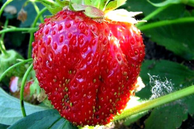 Why and what to do if strawberries rot in the garden