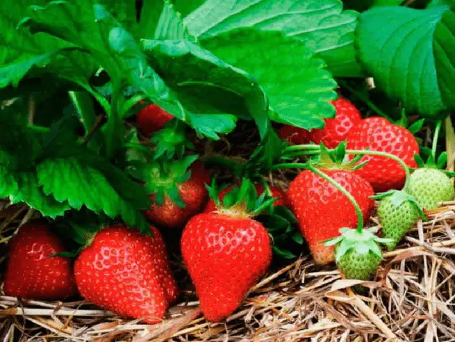 Why and what to do if strawberries rot in the garden