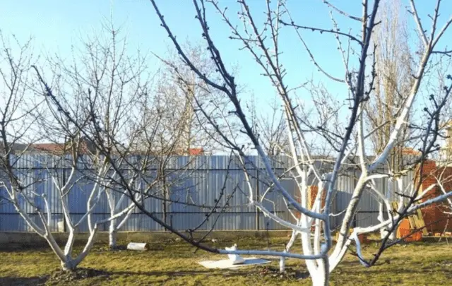 Why apple trees did not bloom in spring after winter