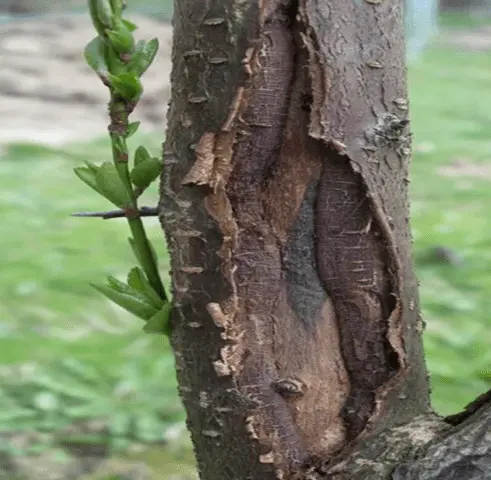 Why apple trees did not bloom in spring after winter