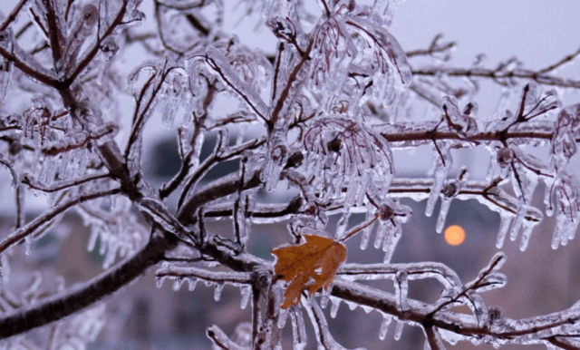 Why apple trees did not bloom in spring after winter