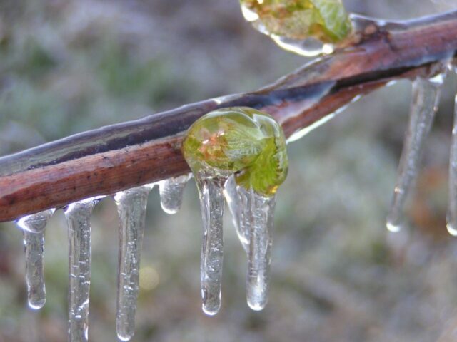 Why apple trees did not bloom in spring after winter