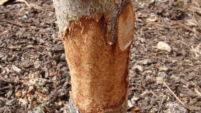 Why apple trees did not bloom in spring after winter