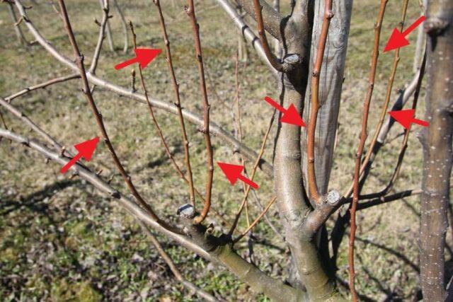 Why apple trees did not bloom in spring after winter