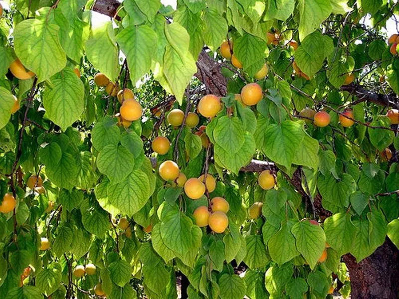 Why apricots do not bear fruit and what to do about it