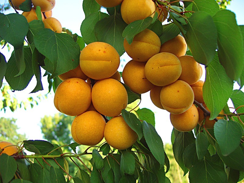 Why apricots do not bear fruit and what to do about it