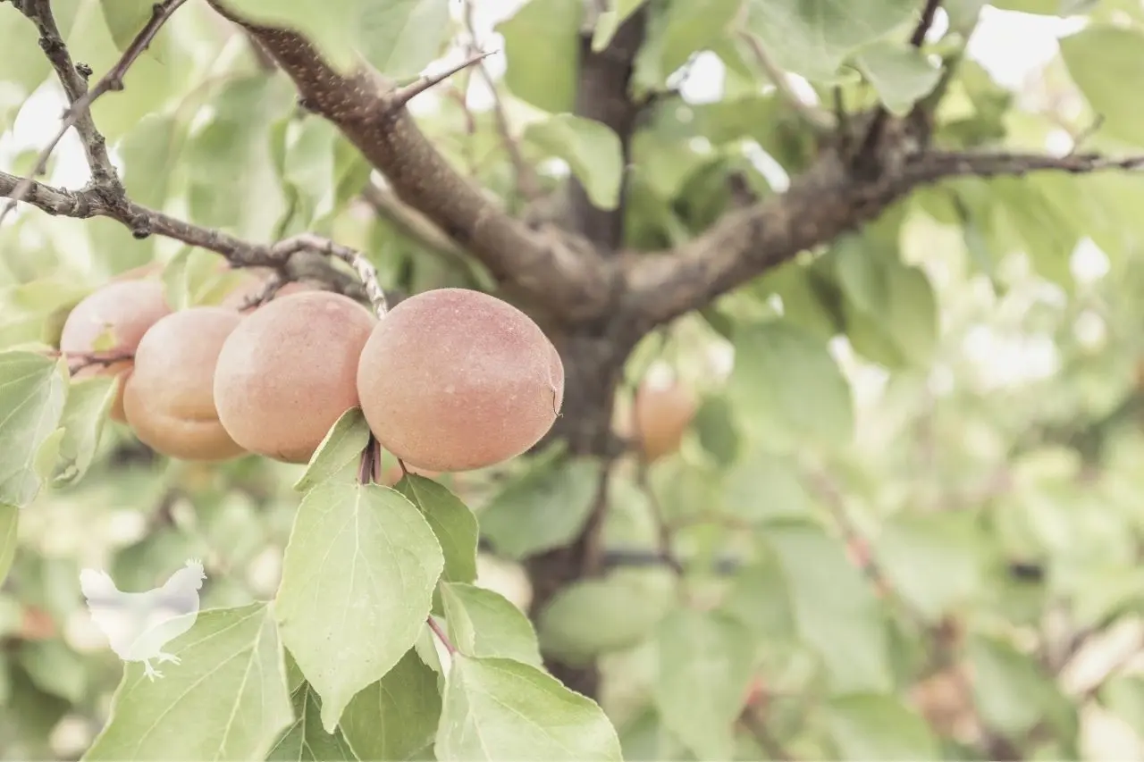 Why apricots do not bear fruit and what to do about it