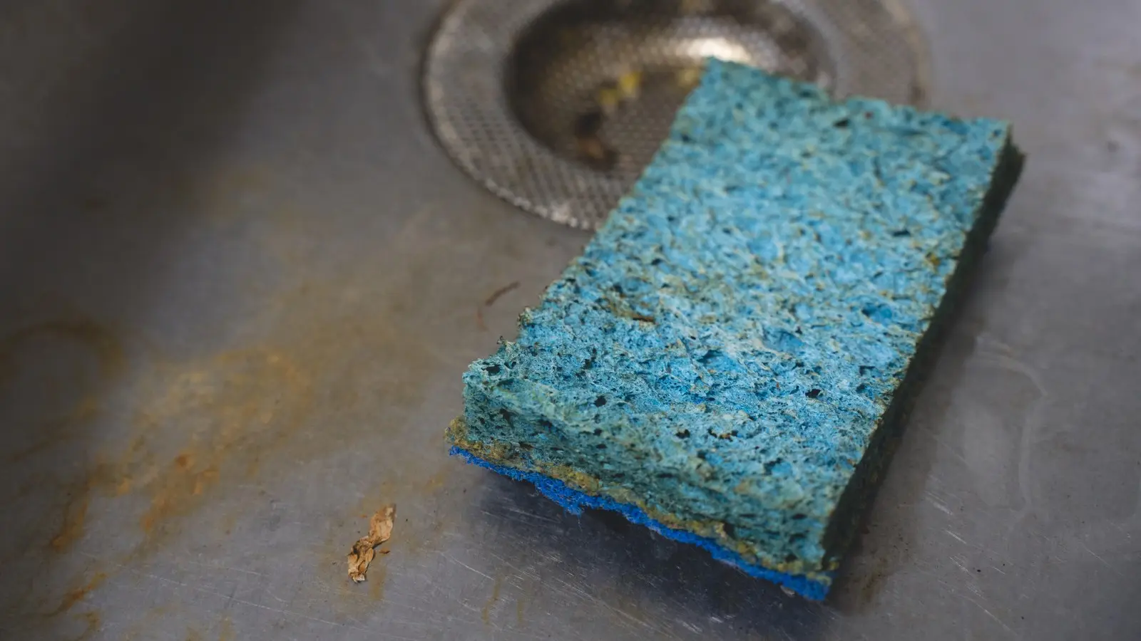 Why are bacteria so fond of kitchen sponges? A surprising discovery by scientists