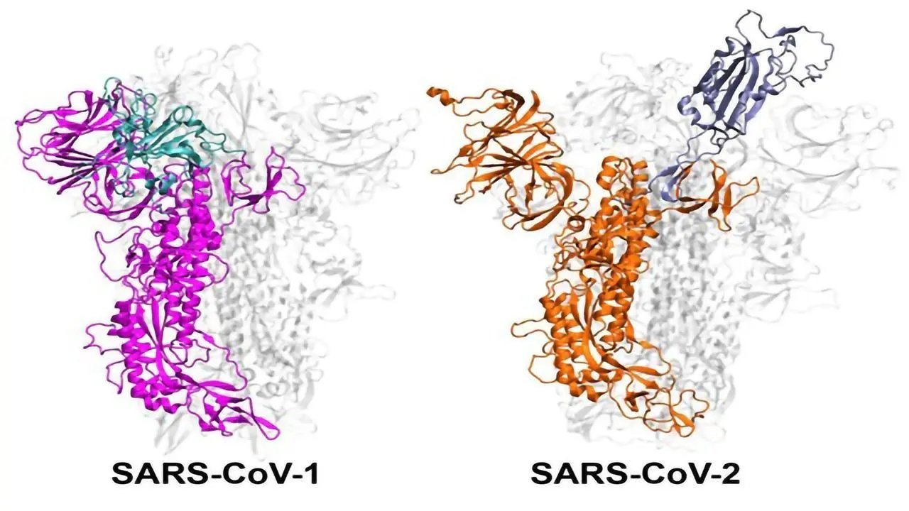 Why are some strains of the coronavirus more contagious than others?