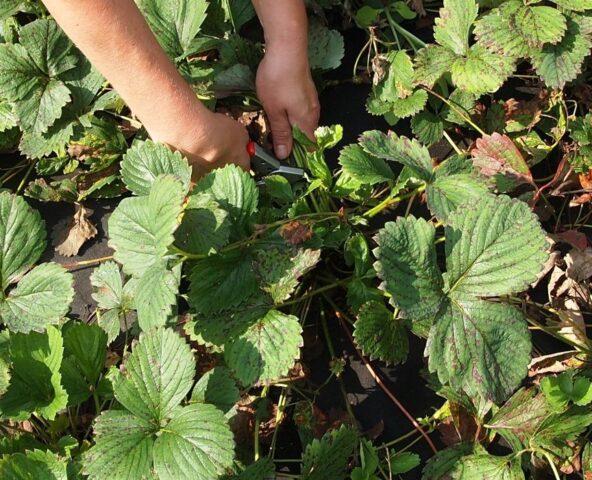 Why are strawberries red but sour?